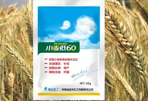芹芽 一位农民的新发明，好吃又高产，年入十万很轻松