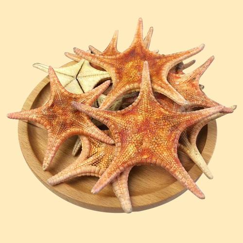 批发现货 海星干海星 干海星初级农产品药材泡酒